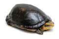 Kinosternon leucostomum postinguinale Nicaragua adult female